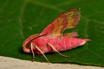 <i>Deilephila porcellus</i>