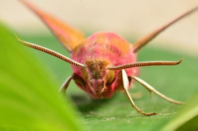 <i>Deilephila porcellus</i>