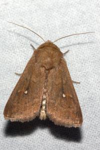 <i>Mythimna albipuncta</i>