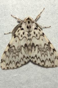 <i>Lymantria monacha</i>