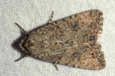 <i>Anarta trifolii</i>