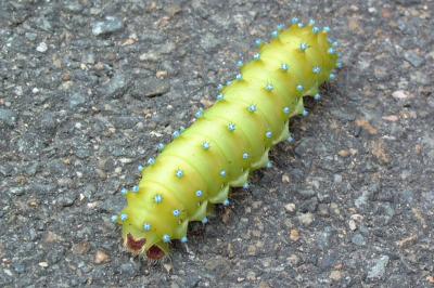<i>Saturnia pyri</i>