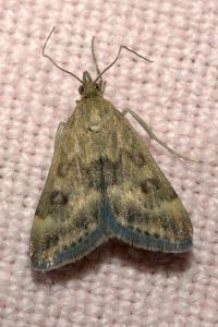 <i>Pyrausta despicata</i>