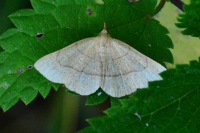 <i>Paracolax tristalis</i>