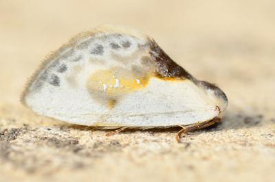 <i>Cilix glaucata</i>