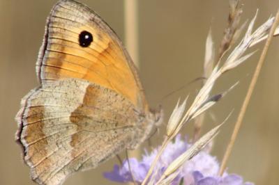 <i>Maniola jurtina</i>