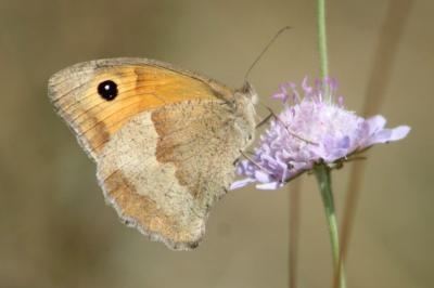 <i>Maniola jurtina</i>