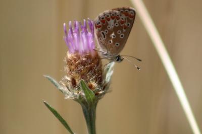 <i>Aricia agestis</i>
