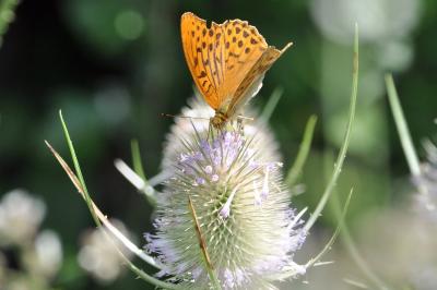 <i>Argynnis paphia</i>