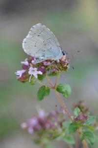 <i>Celastrina argiolus</i>