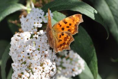 <i>Polygonia c-album</i>