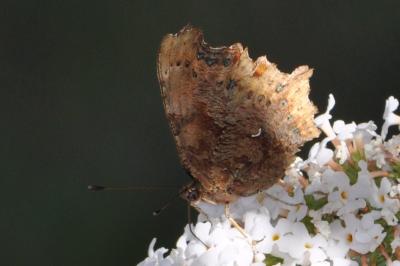 <i>Polygonia c-album</i>