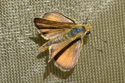 <i>Thymelicus sylvestris</i>