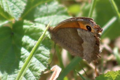 <i>Maniola jurtina</i>