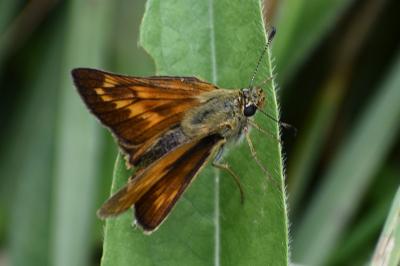 <i>Ochlodes sylvanus</i>