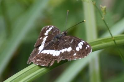 <i>Limenitis camilla</i>