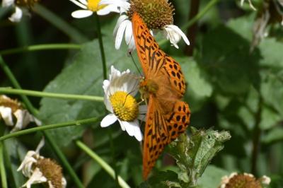 <i>Argynnis paphia</i>