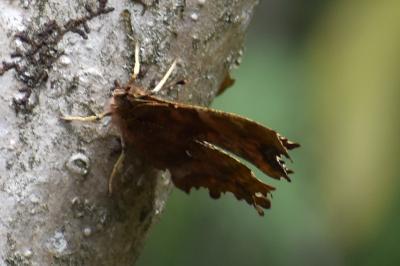 <i>Polygonia c-album</i>