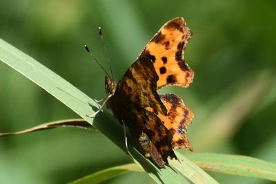 <i>Polygonia c-album</i>