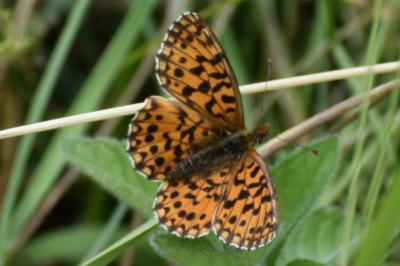<i>Boloria dia</i>
