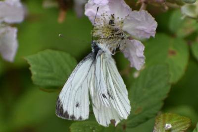 <i>Pieris napi</i>