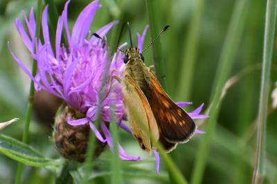 <i>Ochlodes sylvanus</i>