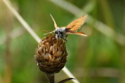 <i>Thymelicus sylvestris</i>