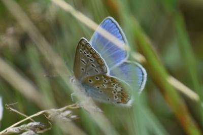 <i>Polyommatus icarus</i>