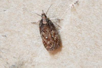 <i>Depressaria</i>