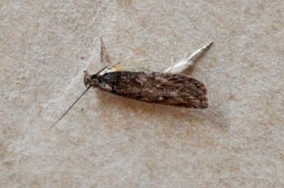 <i>Depressaria</i>