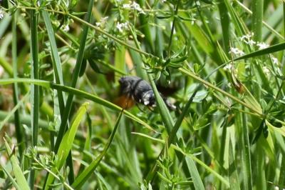 <i>Macroglossum stellatarum</i>