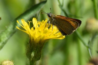 <i>Thymelicus sylvestris</i>