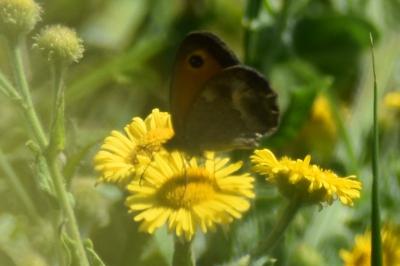 <i>Pyronia tithonus</i>