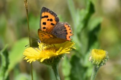 <i>Lycaena phlaeas</i>