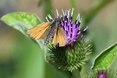 <i>Thymelicus sylvestris</i>