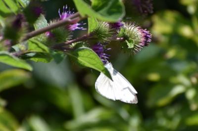 <i>Pieris napi</i>