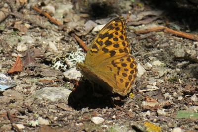<i>Argynnis paphia</i>