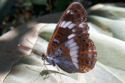 <i>Limenitis camilla</i>
