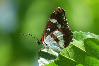 <i>Limenitis reducta</i>