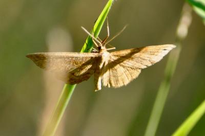 <i>Idaea ochrata</i>