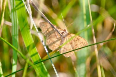 <i>Idaea ochrata</i>