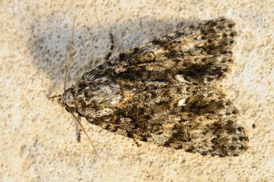 <i>Acronicta rumicis</i>