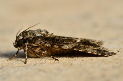 <i>Acronicta rumicis</i>