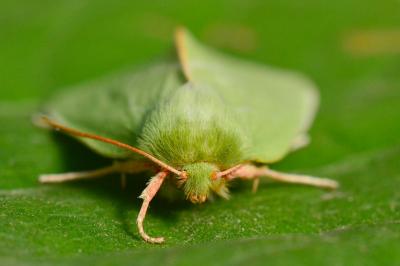 <i>Pseudoips prasinanus</i>