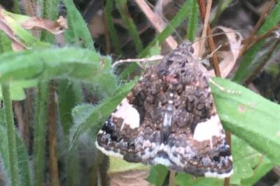 <i>Tyta luctuosa</i>