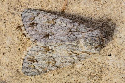 <i>Acronicta aceris</i>