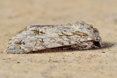 <i>Acronicta aceris</i>