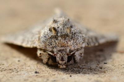 <i>Acronicta aceris</i>