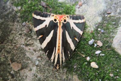 <i>Euplagia quadripunctaria</i>