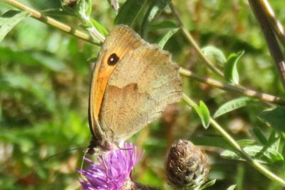<i>Maniola jurtina</i>
